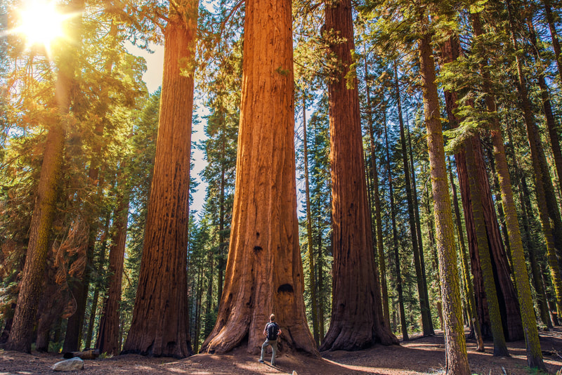 Redwood trees in Yosemite National park , California